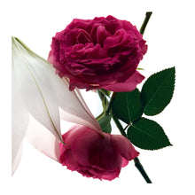 Load image into Gallery viewer, YVES SAINT LAURENT MON PARIS INTENSEMENT EDP - AVAILABLE IN 3 SIZES - Beauty Bar Cyprus